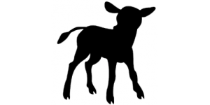 Buzağı Gelişim Buzağı Gelişim